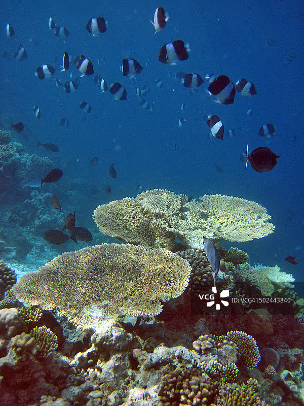 马尔代夫环礁珊瑚礁上的黑金字塔蝴蝶鱼群图片素材