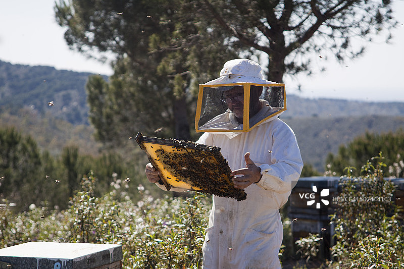 检查蜂蜜图片素材