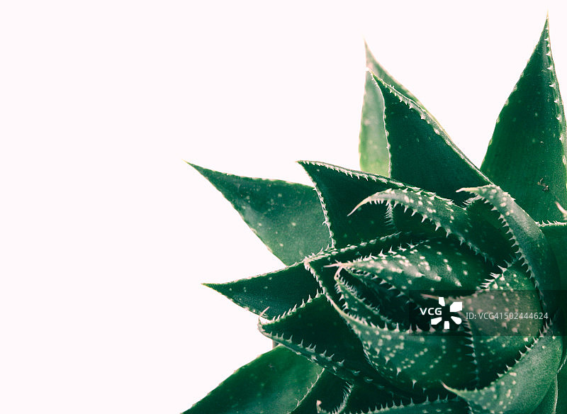 白色背景上的芦荟图片素材