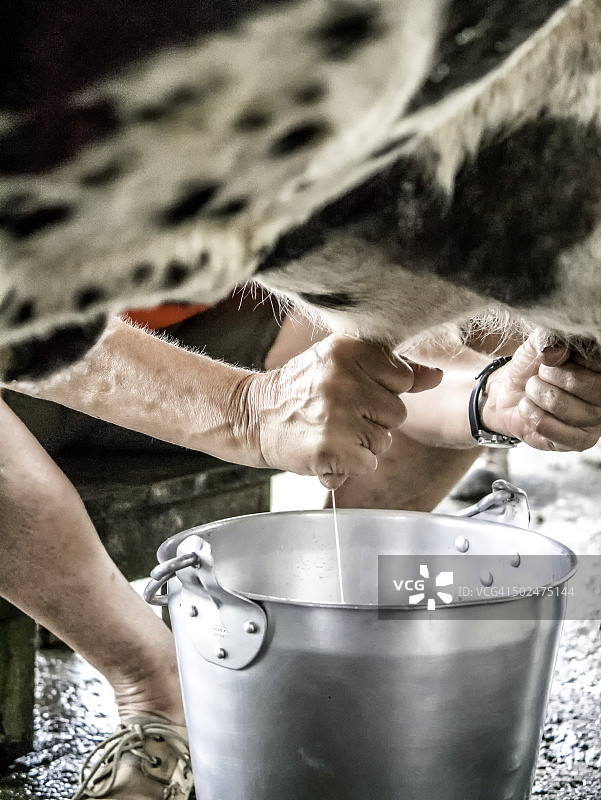 哥斯达黎加手工挤牛奶图片素材