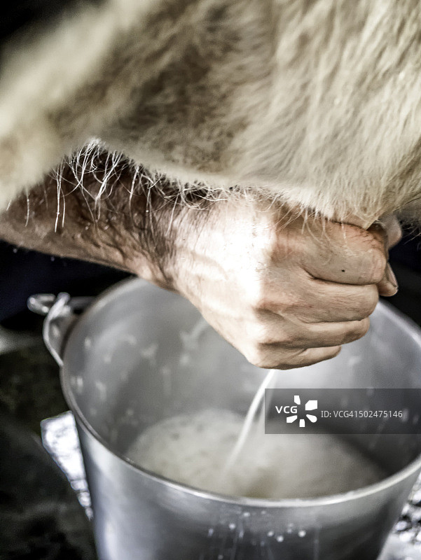 哥斯达黎加手工挤牛奶图片素材