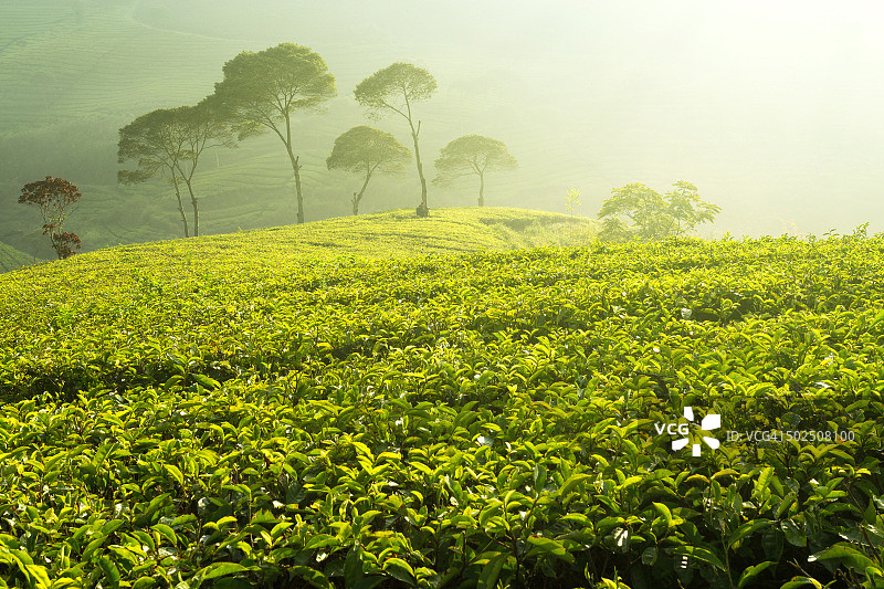 印度尼西亚邦加冷岸茶园图片素材
