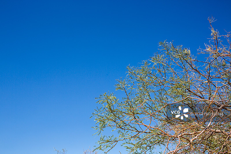 牧豆树平原沙丘图片素材