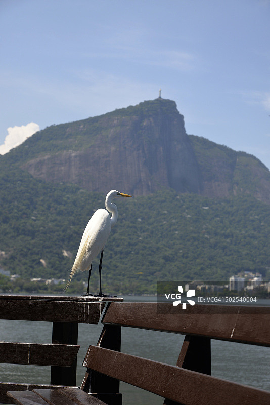以科尔科瓦多和拉戈阿为背景的苍鹭图片素材