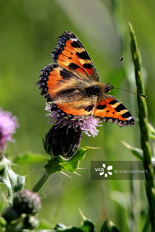 玳瑁凤蝶图片素材