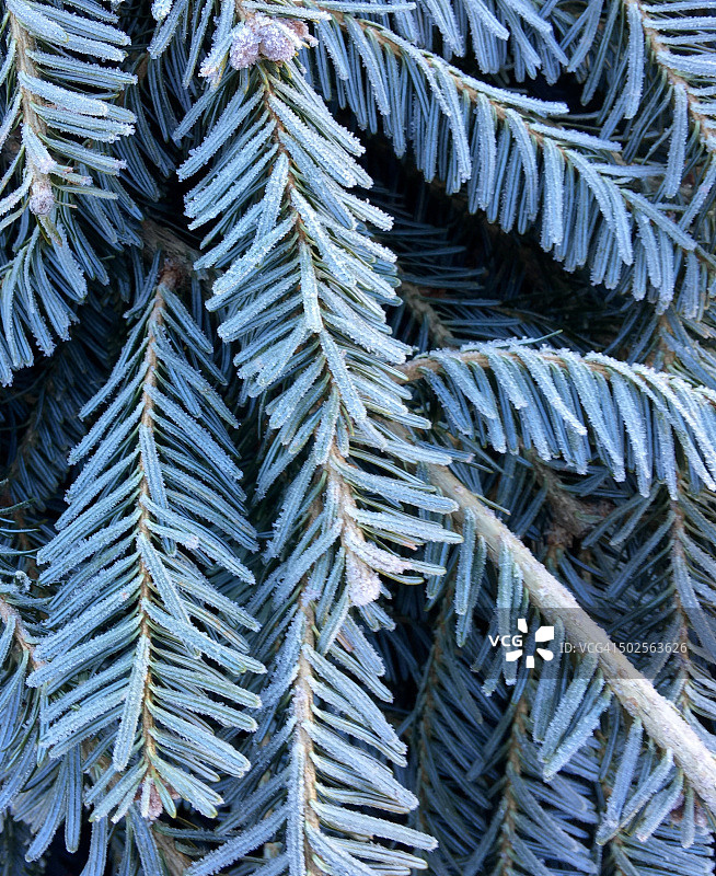 杉树上的霜冻图片素材