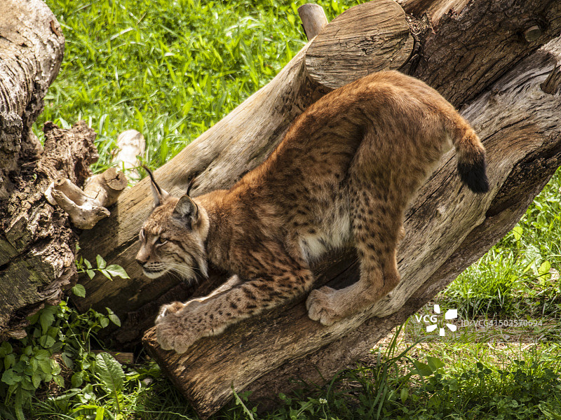 伊比利亚猞猁图片素材
