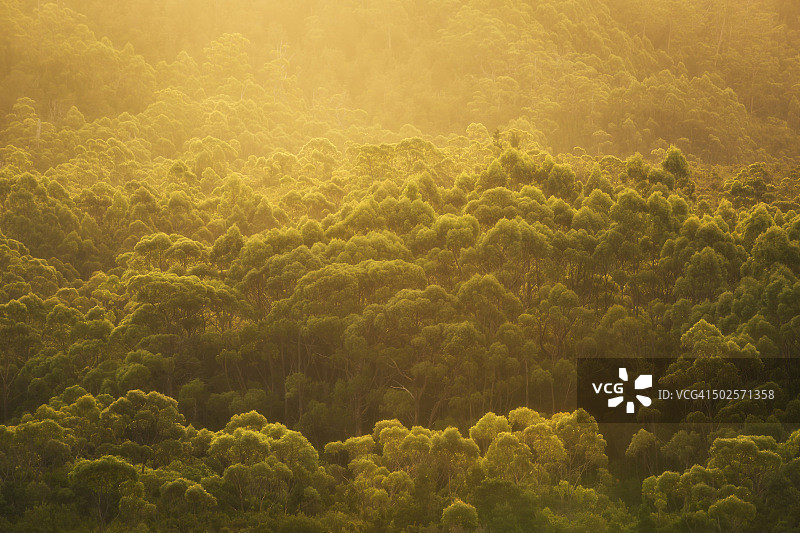 澳大利亚塔斯马尼亚州西南国家公园日落时分的茂密桉树林图片素材