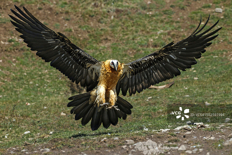 在西班牙比利牛斯山脉飞行的胡兀鹫图片素材