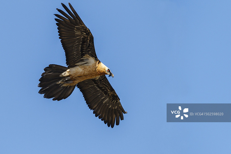 一只飞翔的胡兀鹫。图片素材