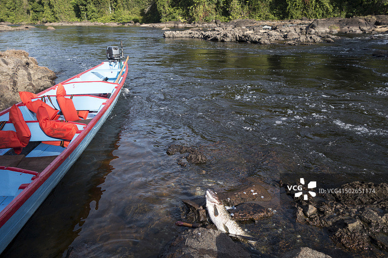 木船和大鱼，在苏里南河新鲜捕获图片素材