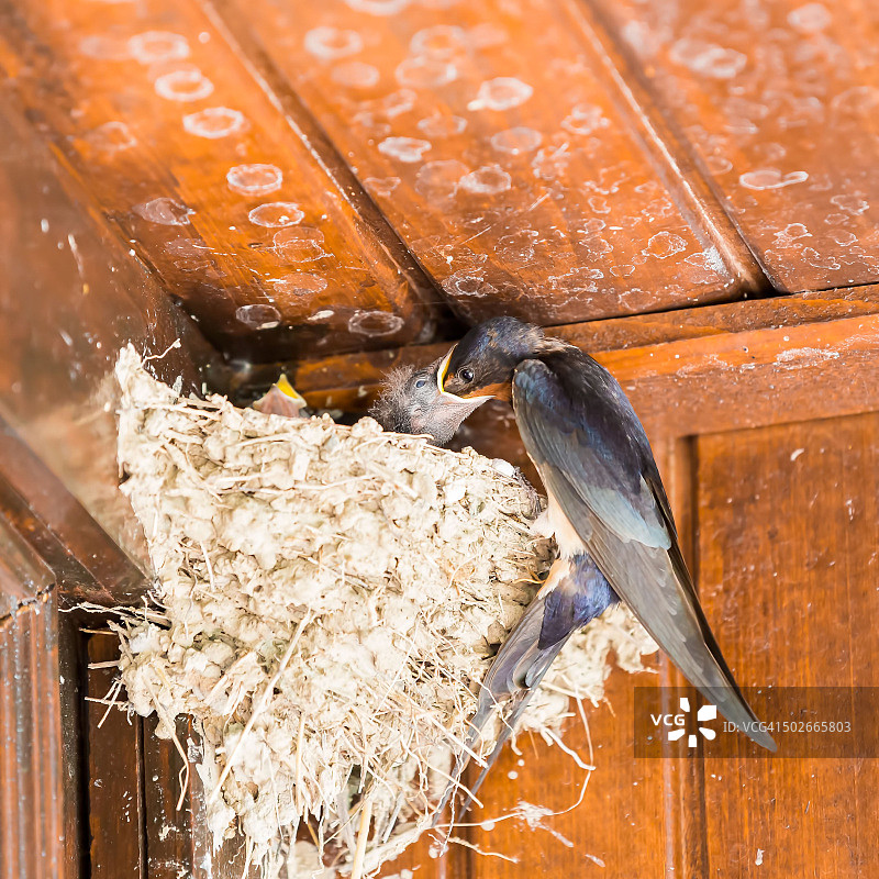 在古老的木屋中筑巢的燕子 - 喂食图片素材