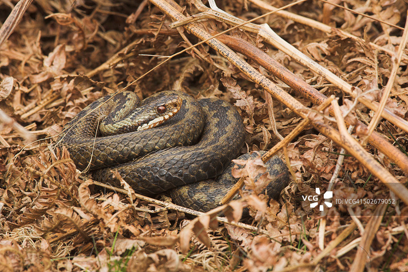 蜷缩在蕨类植物中的欧洲蝰蛇图片素材