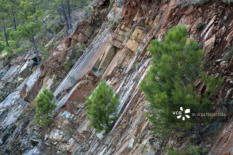 未成熟的西班牙冷杉树图片素材