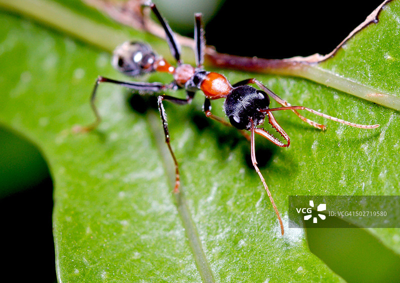 开合跳图片素材