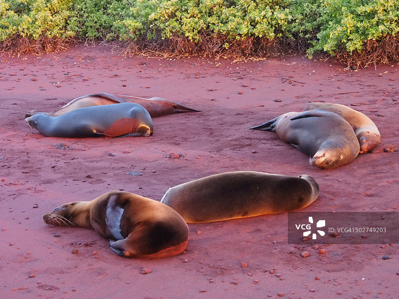 拉比达岛上的海狮图片素材