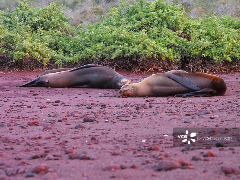 拉比达岛上的海狮图片素材