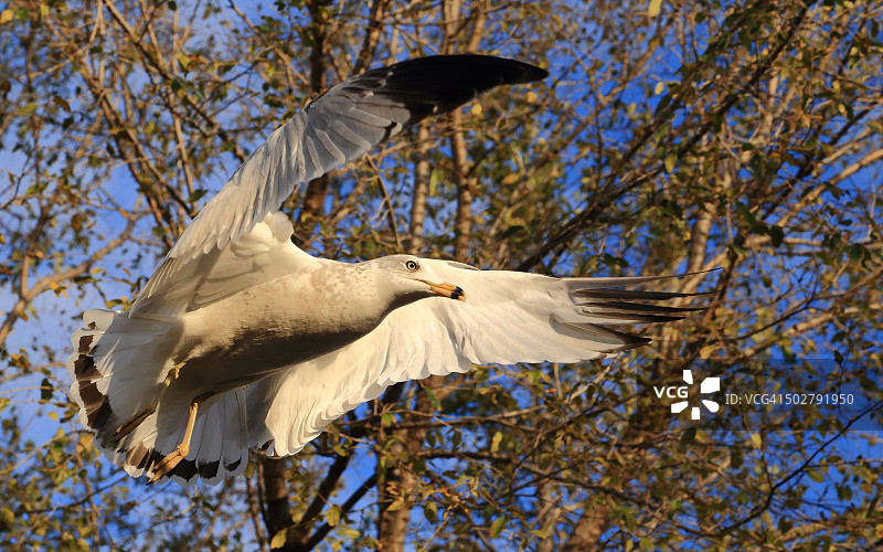 飞行中的海鸥图片素材