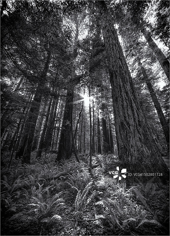 杰迪代亚·史密斯州立保护区，俄勒冈海岸线，美国图片素材