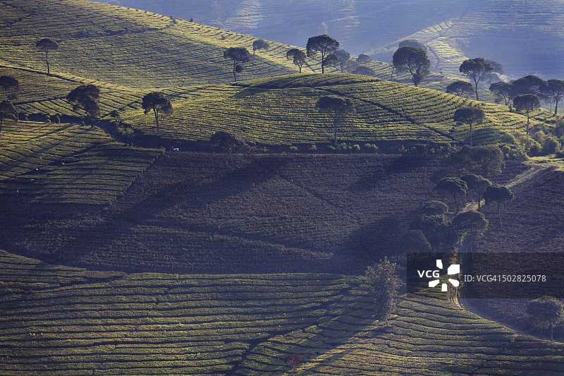 班加冷茶园图片素材