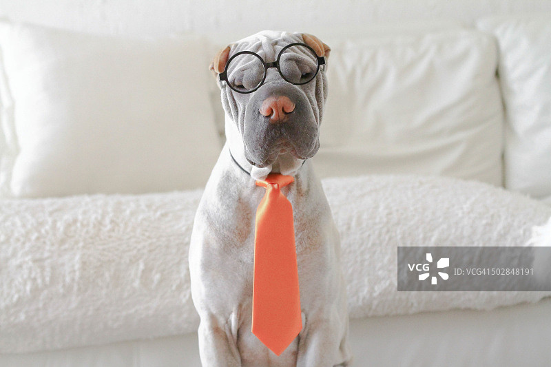 打扮成商人的沙皮犬图片素材