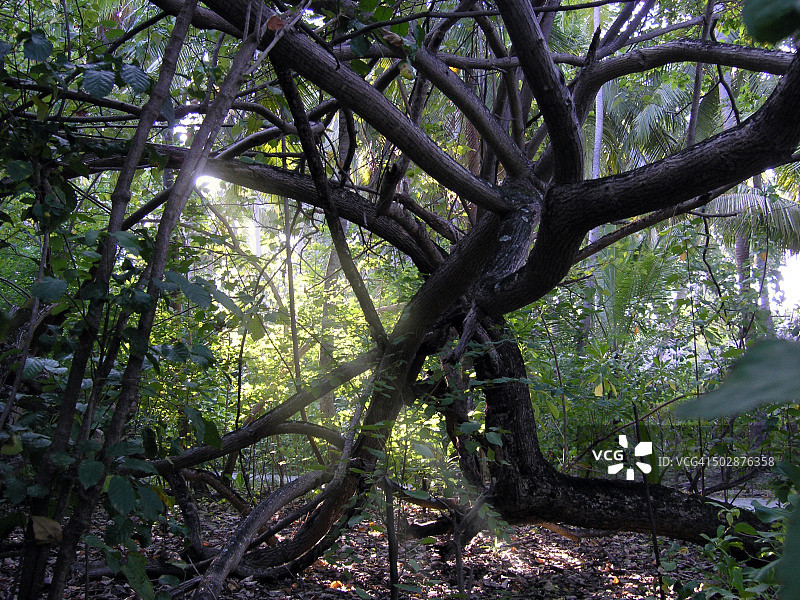 马尔代夫比亚度环礁的热带森林图片素材