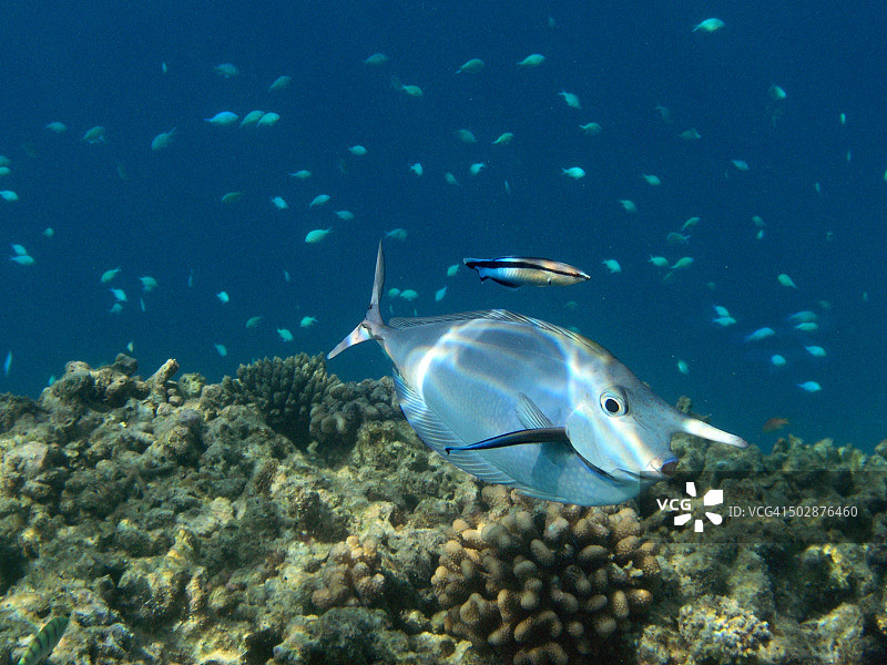 印度洋比雅度岛礁大鼻子独角鱼图片素材