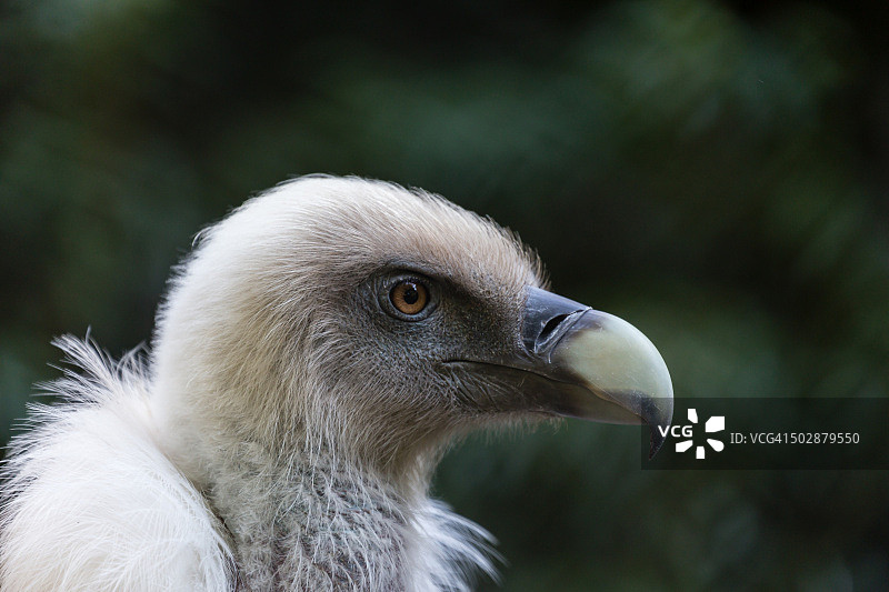 兀鹫秃鹰图片素材