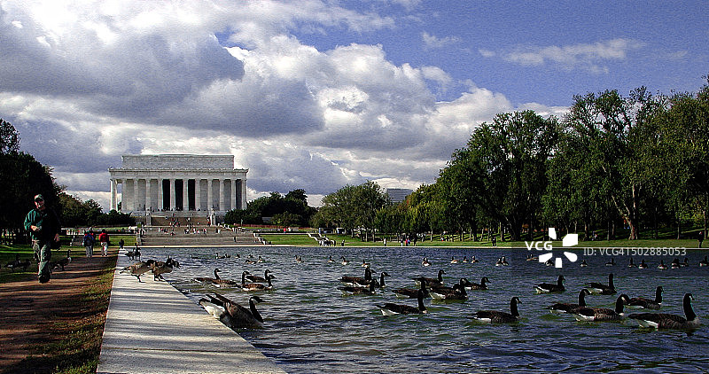 林肯纪念堂前的加拿大雪雁图片素材