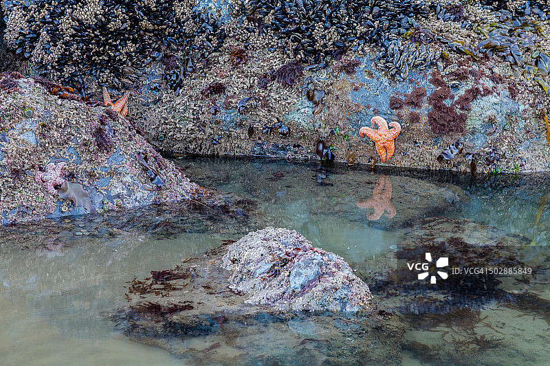 有海星的潮水潭图片素材