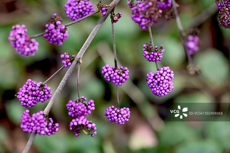 瑞士伯尔尼的紫珠图片素材
