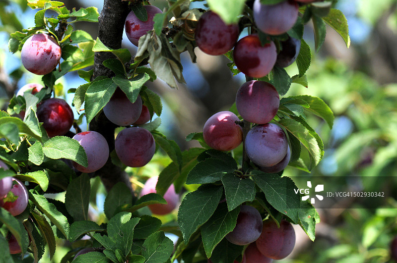 八月的李树特写图片素材