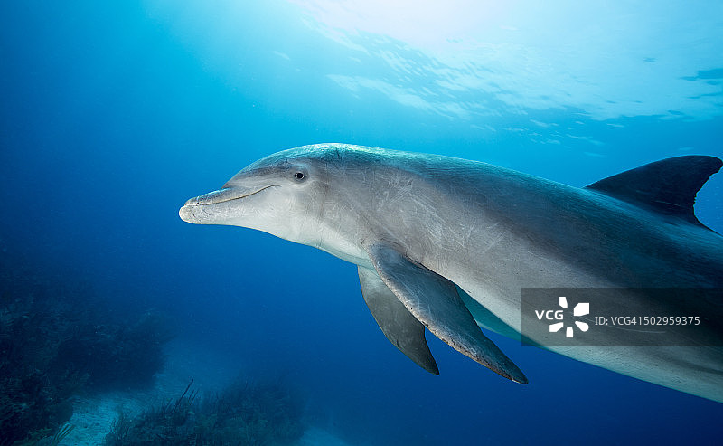 大西洋宽吻海豚图片素材