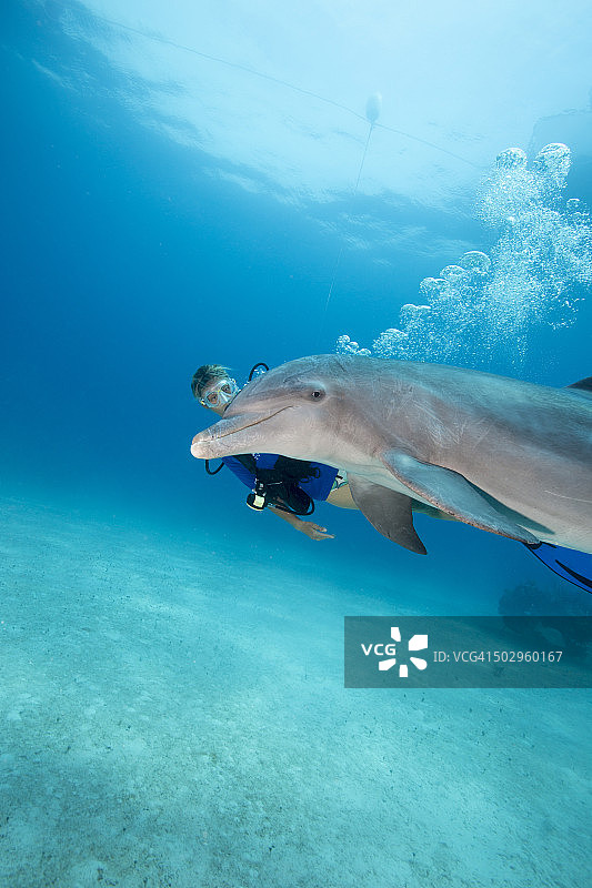 潜水员与宽吻海豚图片素材