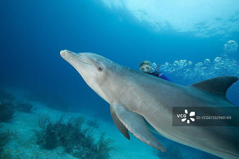 潜水员与宽吻海豚图片素材