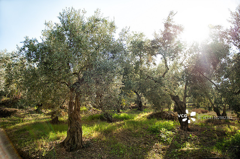 橄榄树果园图片素材