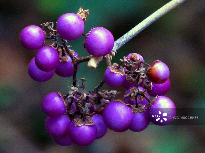 瑞士洛桑紫珠果实特写图片素材