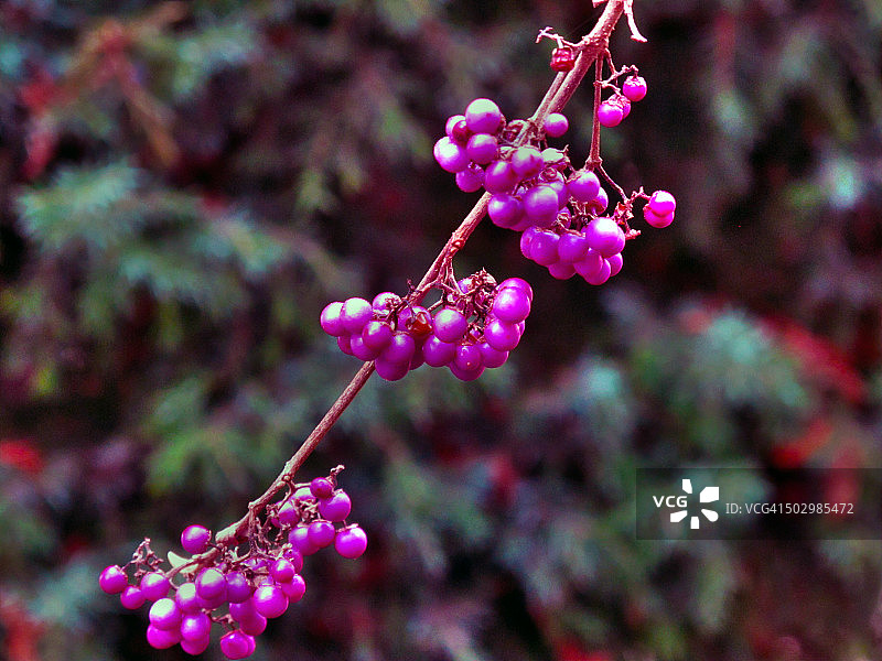 瑞士洛桑紫珠果实特写图片素材