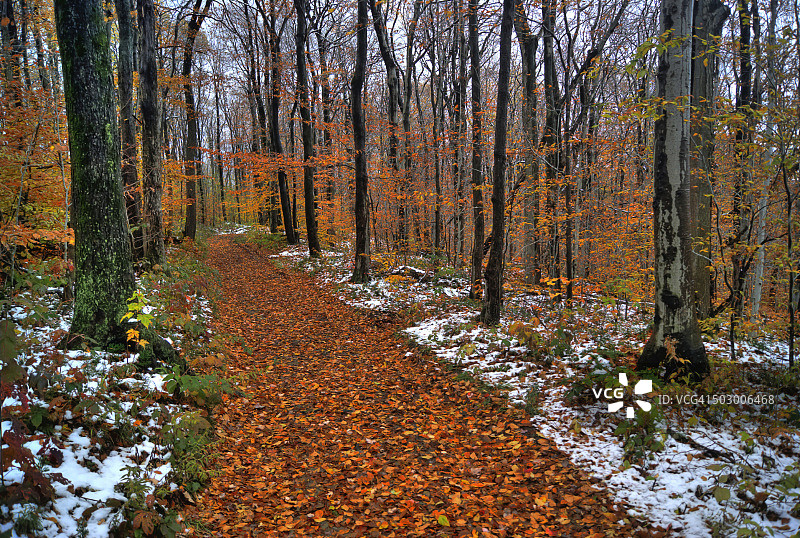 秋季摩根山州立森林覆盖着叶子的步道，美国纽约州图片素材