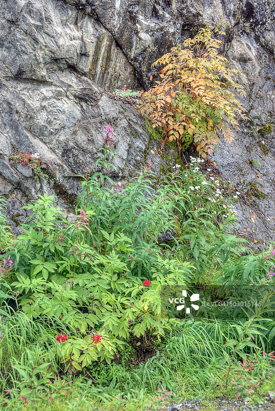 岩石峭壁与高山植物图片素材