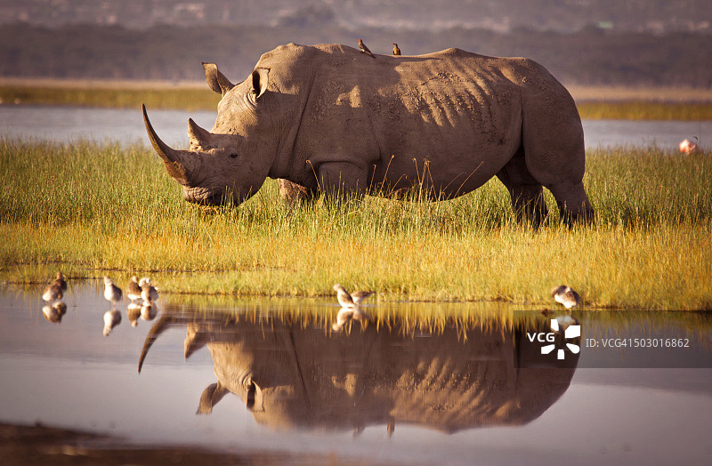 湖边的犀牛图片素材