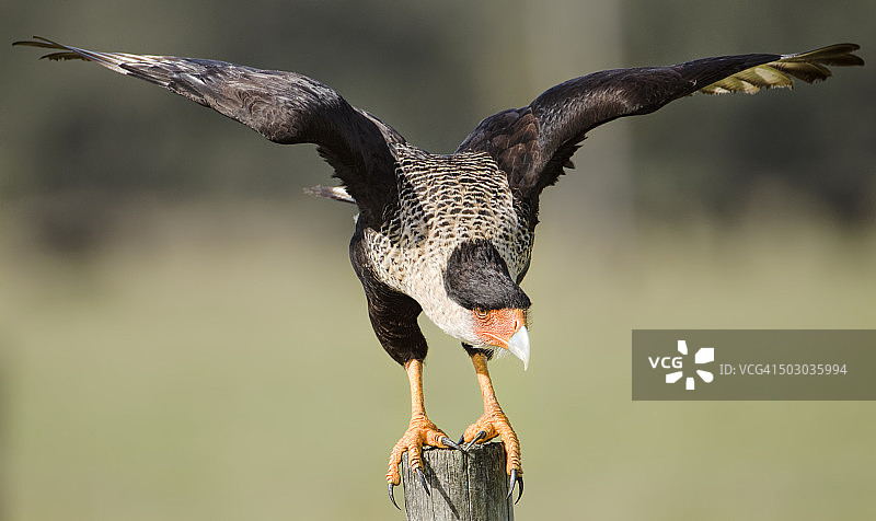 凤头卡拉鹰准备起飞图片素材