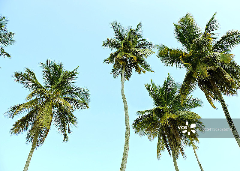 仰望多米尼加共和国的椰子树图片素材
