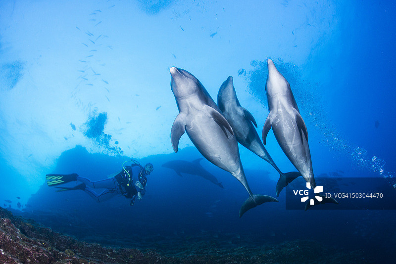 快乐的宽吻海豚三口之家图片素材