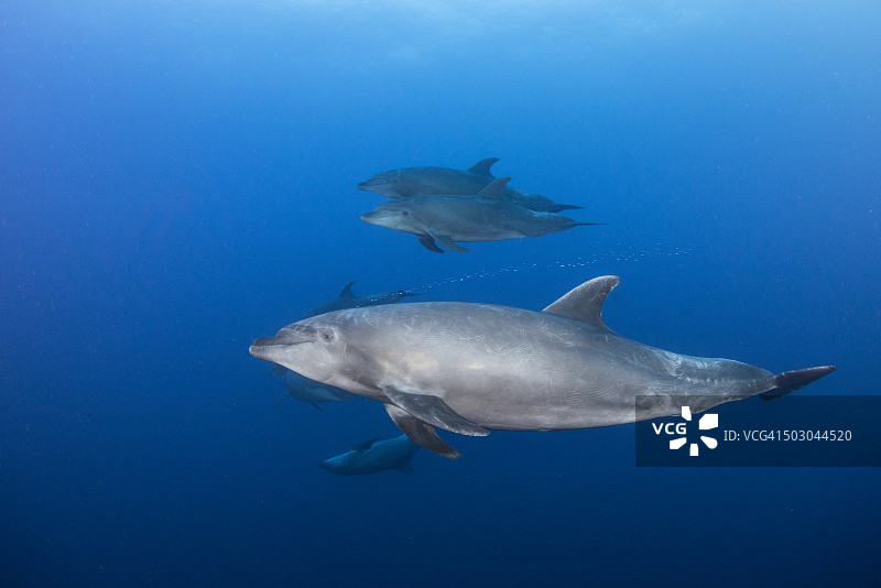 一群宽吻海豚在游泳图片素材