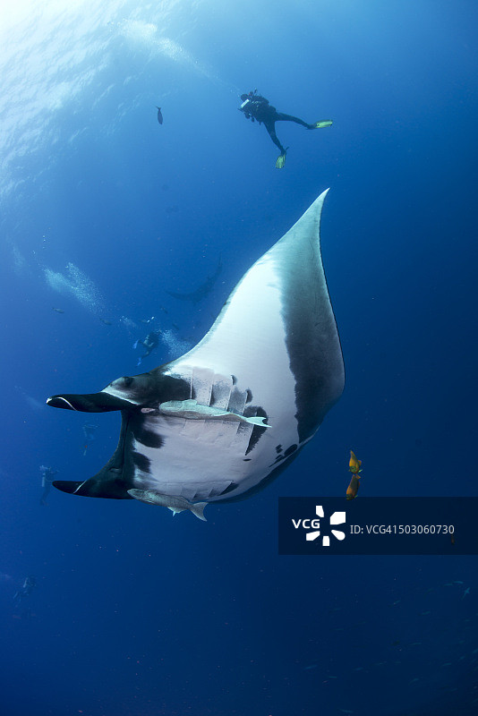 与潜水员在一起的巨人图片素材