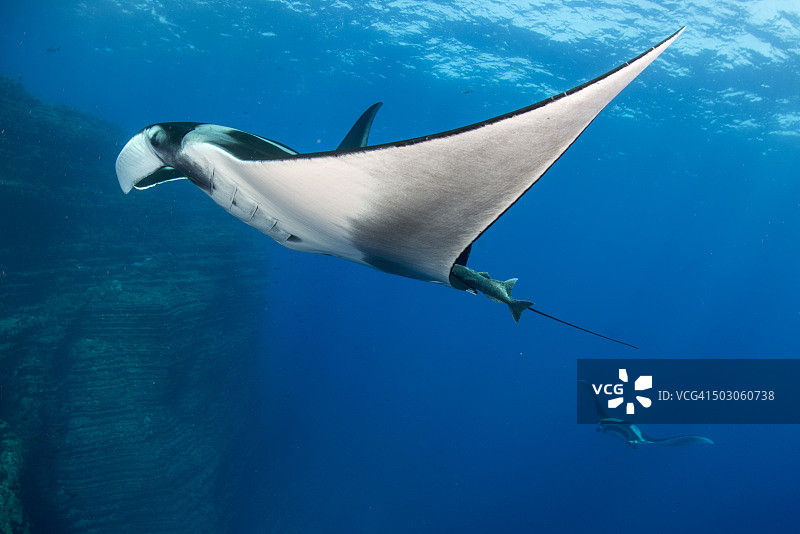 变成小鸟图片素材