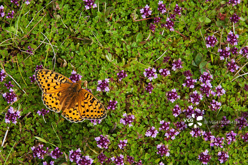 大银纹蛱蝶图片素材