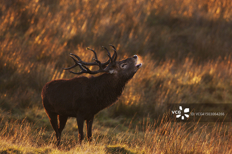 红鹿（马鹿）的吼叫图片素材