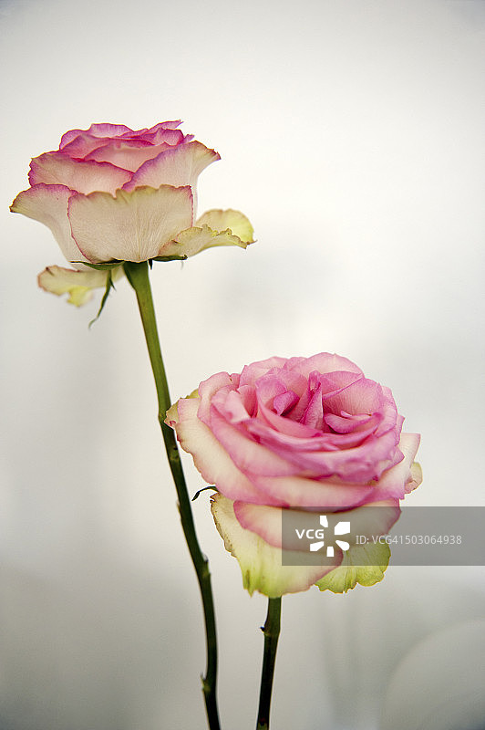 瑞士伯尔尼市的两朵无叶粉红玫瑰图片素材